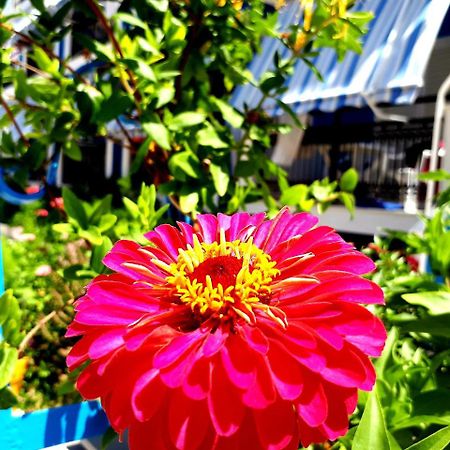 Zante Dahlia Hotel ลากานาส ภายนอก รูปภาพ