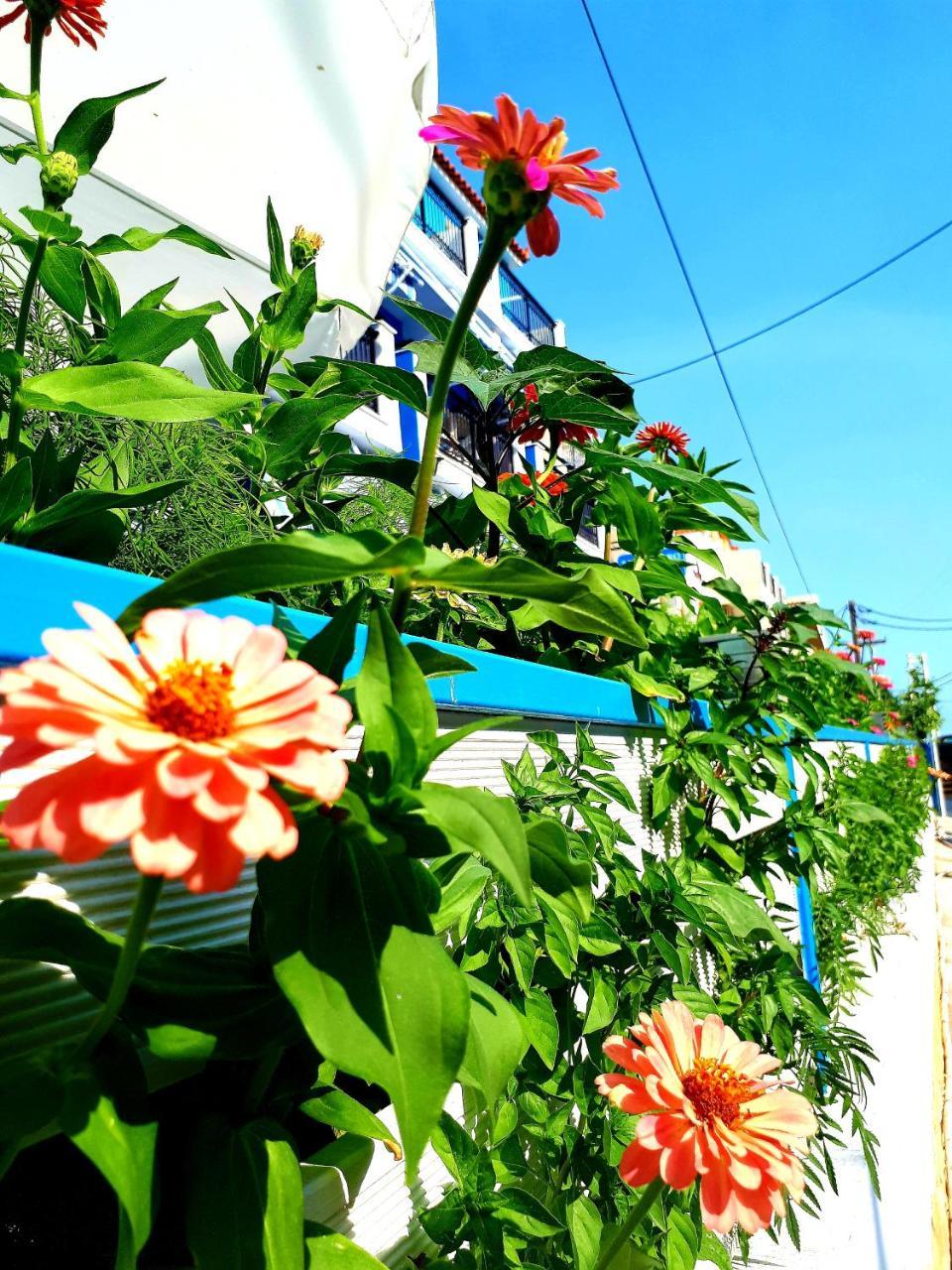 Zante Dahlia Hotel ลากานาส ภายนอก รูปภาพ